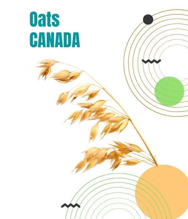 Canadian Oats