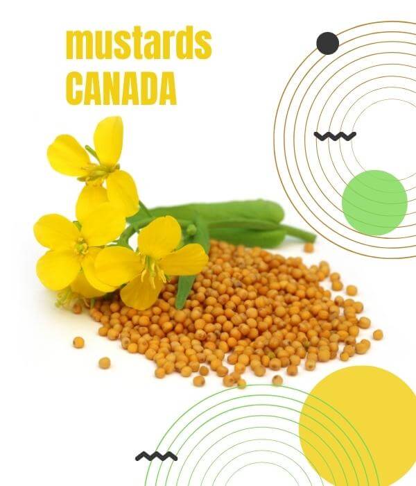 Canadian Mustards