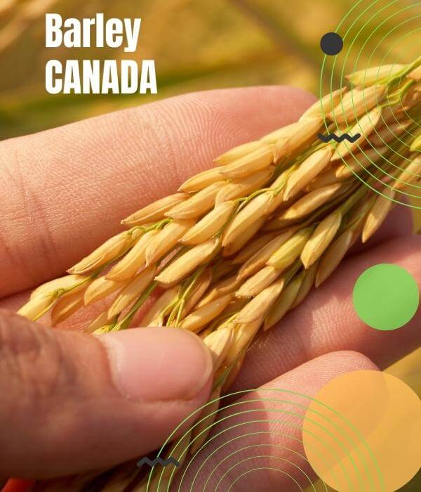 Canadian Barley