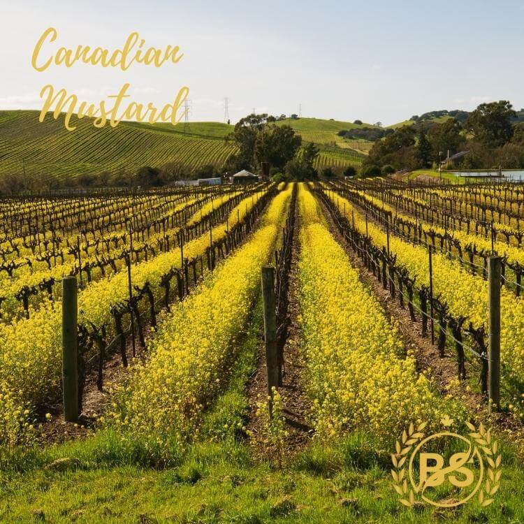 Canadian Mustard Supplier and Exporter BS