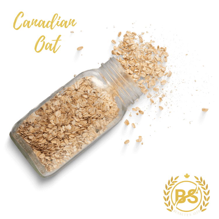 Canadian Oat