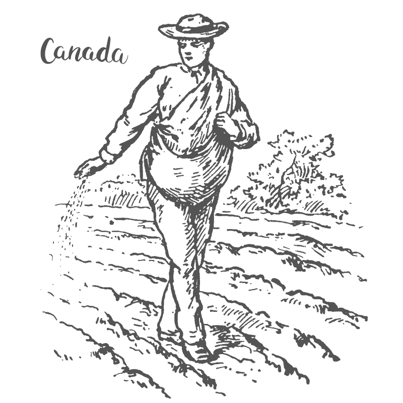 Canada wheat