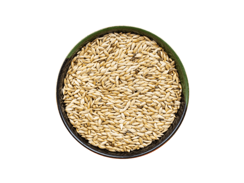 canary seed