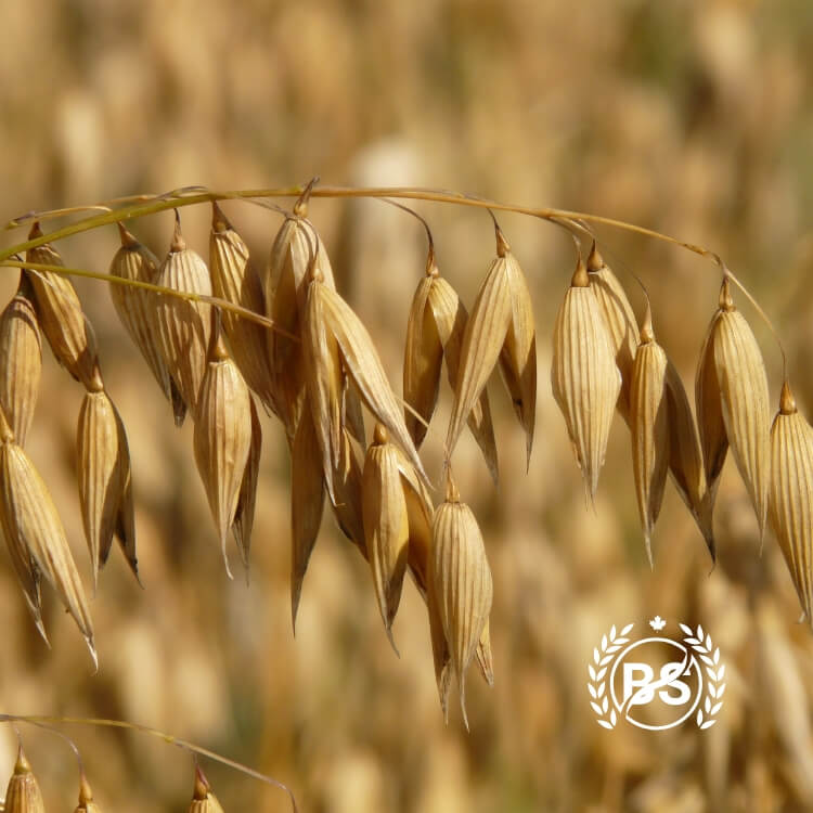 Prairie oat field ready for harvest – bulk Canadian oats